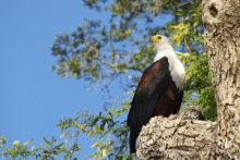 African Fish Eagle, Orange River